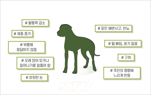 시니어견에서 발견되는 주요한 노화 현상
