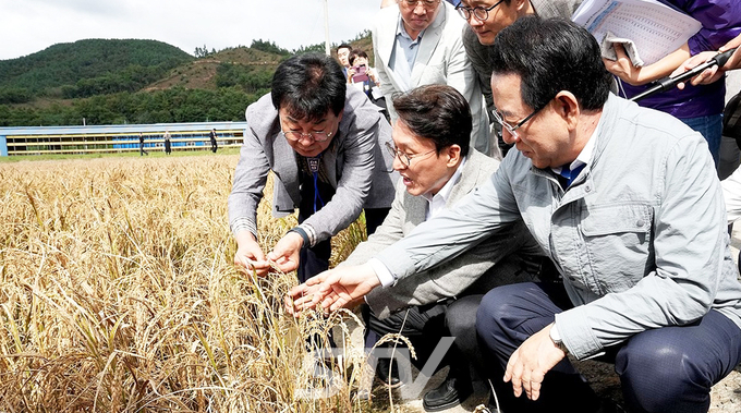 김민석 국무총리가 지난 7일 장흥군 안양면 해창리 일원을 방문해 ‘벼 깨씨무늬병’ 피해 현장을 점검했다. 사진=장흥군